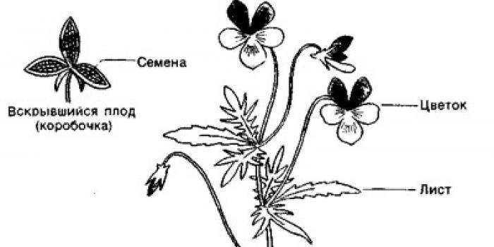 Органы цветковых растений, их строение и функции