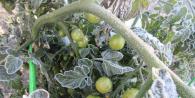 Вкусный Огород Вкусный Огород: Что делать, если замерзли помидоры